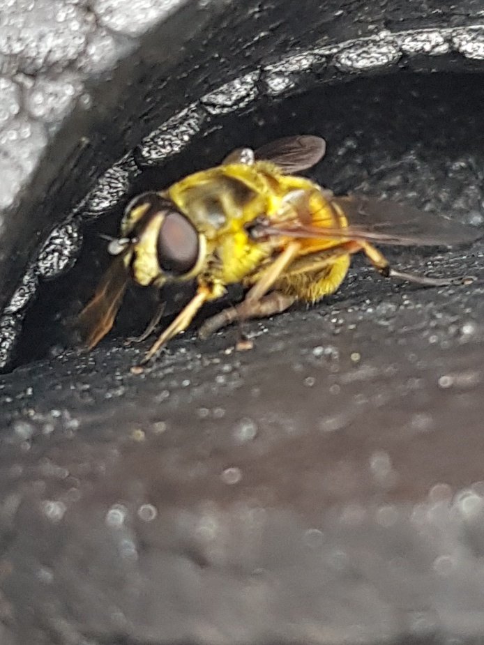 LJBees's tweet photo. Myathropa florea being attracted to inaccessible compost bin smells again. This female yesterday investigating the vent on my parents' hotbin, going in, poking around with her ovipositor.
We've put a #hoverflylagoon on it, hope she finds it! @HoverflyLagoons #hoverflies #flies https://t.co/t4pIDYhabX