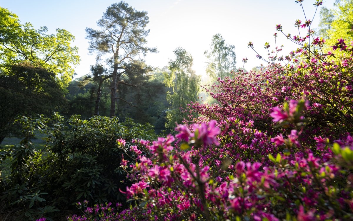 LeonardsleeG's tweet image. A ray of sunshine bleeds through the trees, bringing out beautiful spring colours.☀️🌸

#leonardsleegardens #spring #springhasarrived #pinkflowers #springrvibes