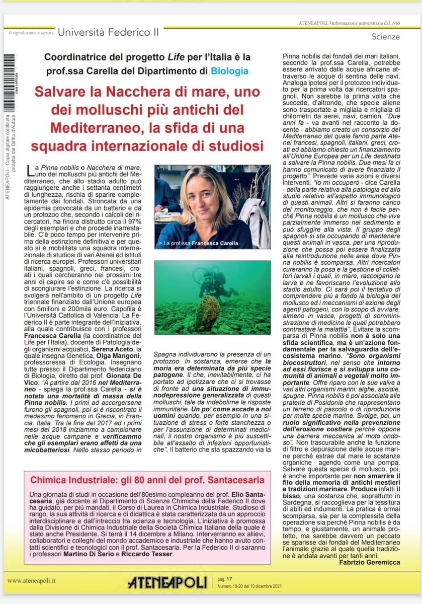 LPinnarca's tweet photo. ATENEAPOLI – Università Federico II (@uninait). “Salvare la Nacchera di mare, uno dei molluschi più antichi del Mediterraneo, la sfida di una squadra internazionale di studiosi.”🇪🇺 @LPinnarca
 
@LIFEprogramme
 
#nacra #pinnanobilis https://t.co/9ToVXviT9p