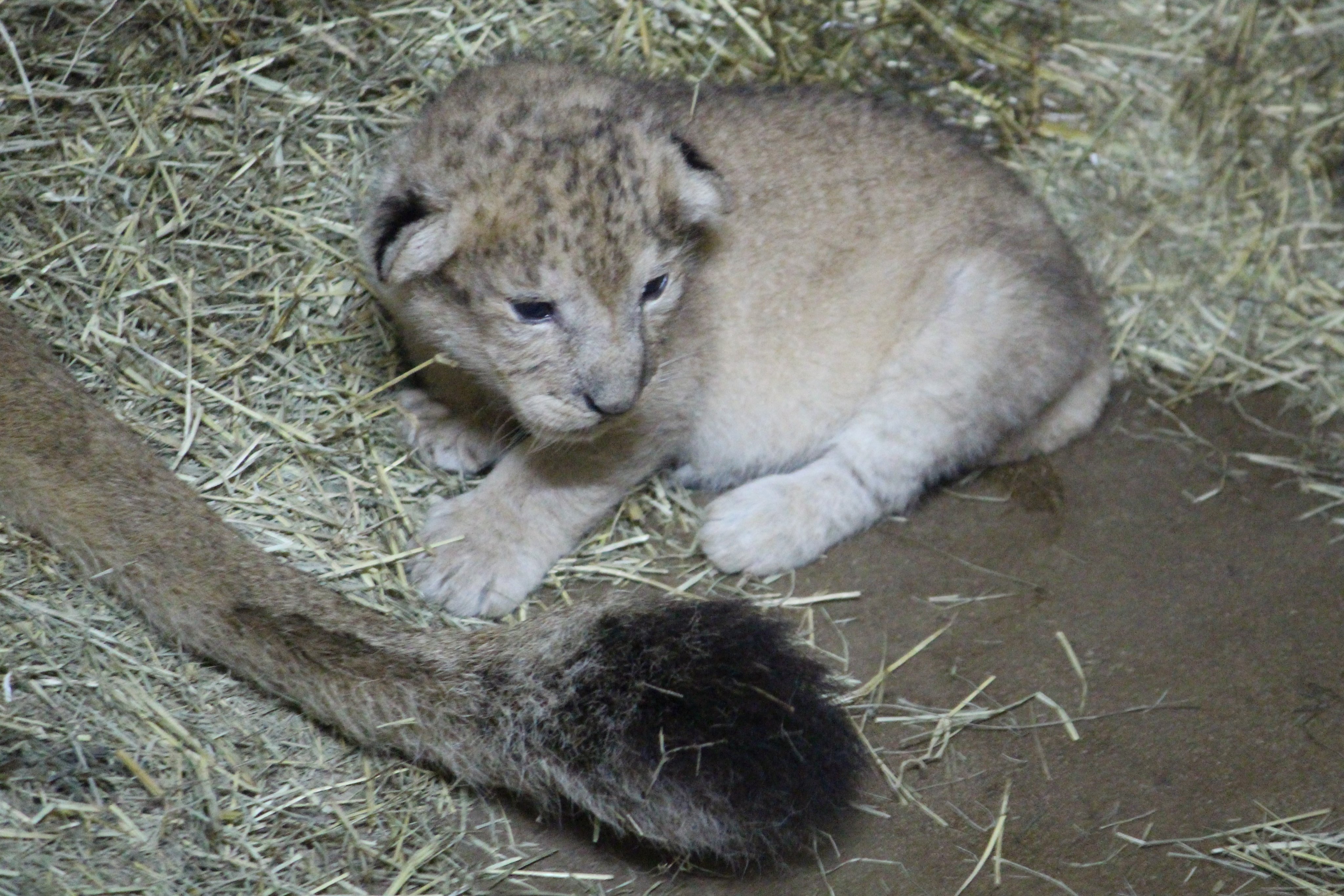 愛媛県立とべ動物園【公式】 on X: 愛媛県立とべ動物園【公式】 on X: