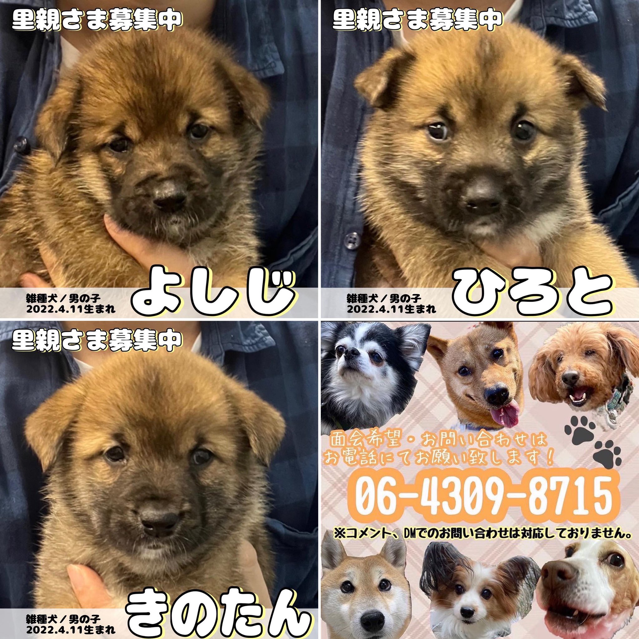 保護犬カフェ 鶴橋店 里親募集中 の子達 保健所から保護の子犬ちゃん達です 素敵な家族に出会えますように 譲渡には審査があります 他の店舗へ移動している可能性もあります 問い合わせはお電話で 保護犬カフェ鶴橋店 06 4309 8715 保護
