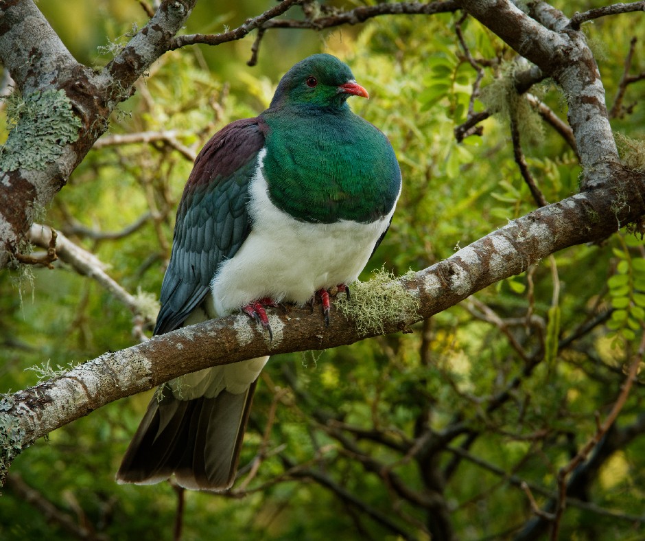tekorowaiheke's tweet image. Everyone who has purchased a rat trap box kitset from Waiheke Arts &amp;amp; Crafts, you've helped raise $700 so far for #NativeBird Rescue! Every donation to NBR makes a significant difference to the work they do with native #birds. In more ways than one! Thank you 💚 #PredatorFree2050