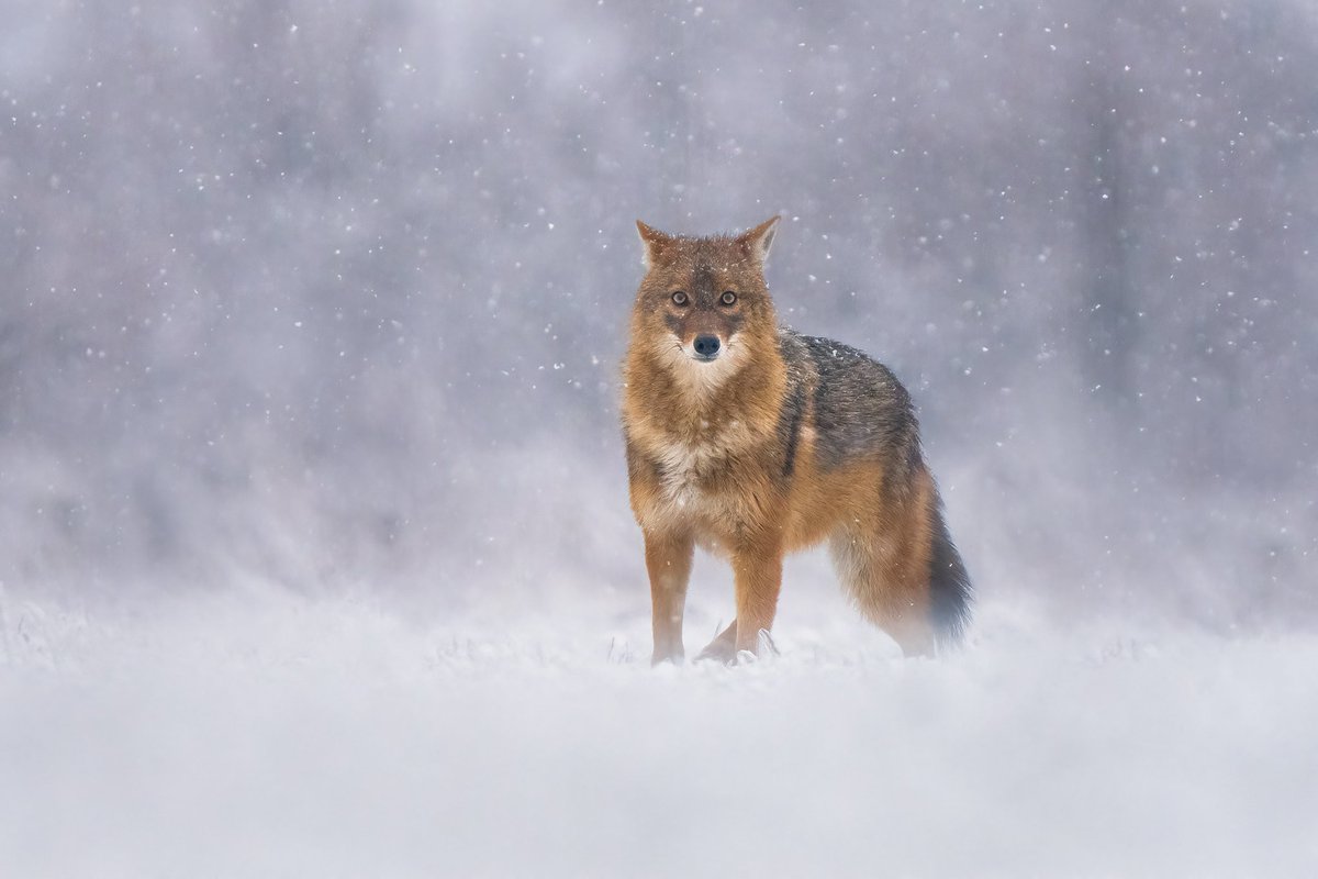 Golden jackal (Canis aureus)

Last december i went to Serbia to photograph this beautiful animal and this isy favorite photo of the trip.
#GoldenJackal
#CanisAureus
#Wildlifephotography
#wildlifephotographer
#SonyAlpha #sonya7RIV
<a href="/SonyAlpha/">Sony | Alpha</a> <a href="/WildlifeMag/">BBC Wildlife</a> <a href="/NatGeo/">National Geographic</a> <a href="/NatGeoPhotos/">Nat Geo Photography</a>