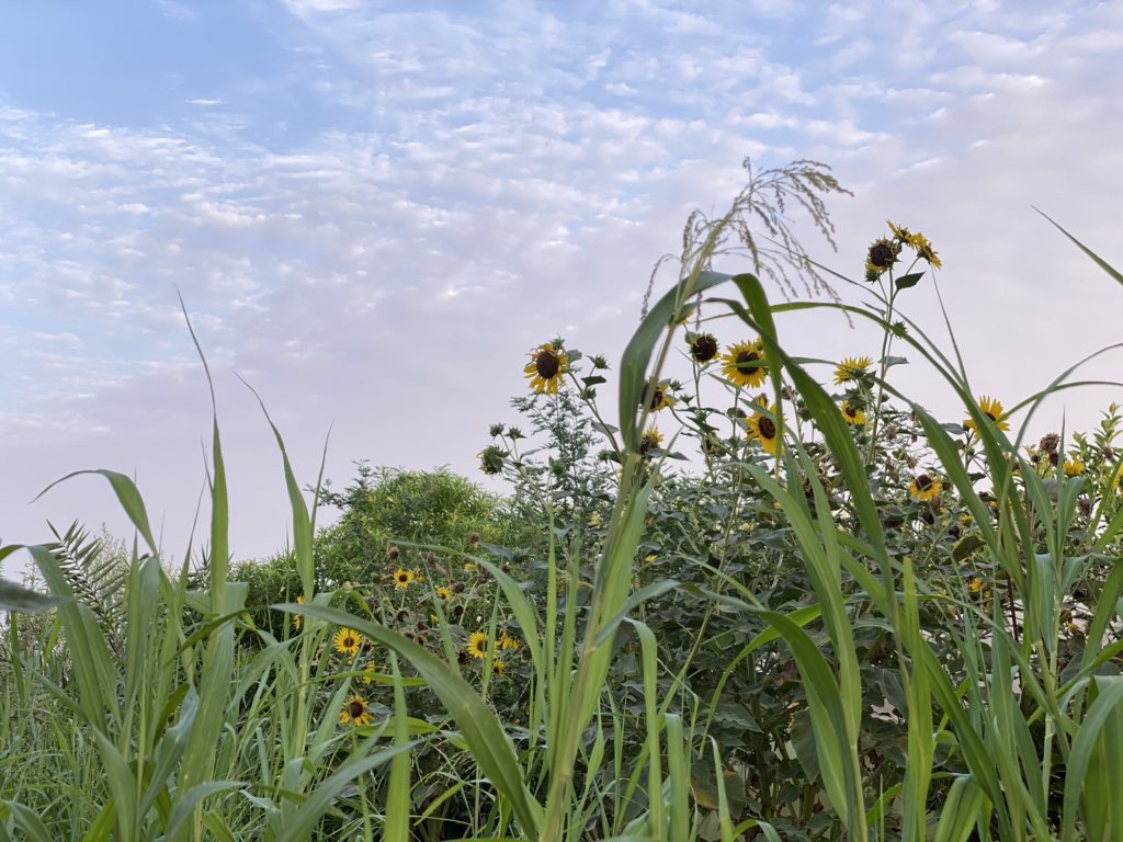 SalwaSulaiti's tweet photo. 🌻🍃

🌱

يسعد لي #صباح كل المغردين والمغردات بالخير 🌼🍃

اللي ورا الشاشات الآن .. ^ 🌻🍃

لتقرأ .. كلامي 🌻🍃

#ابتسموا .. انه الخميس ☕️🌼🍃

🌻🍃

#صباح_الورد

#نهاية_الاسبوع

#دنياك_دنياي 🦋 https://t.co/zdN3YVyZGm