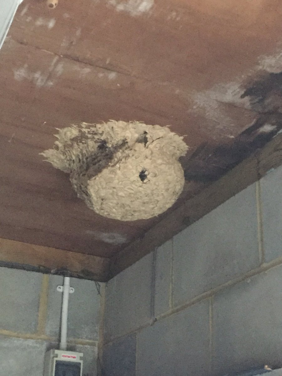 sosgnob's tweet photo. Bug stuff. Wasp nest ( I think) found  while sheltering from rain storm in turnstile gate. No residents present. https://t.co/bJQKAfOsi2