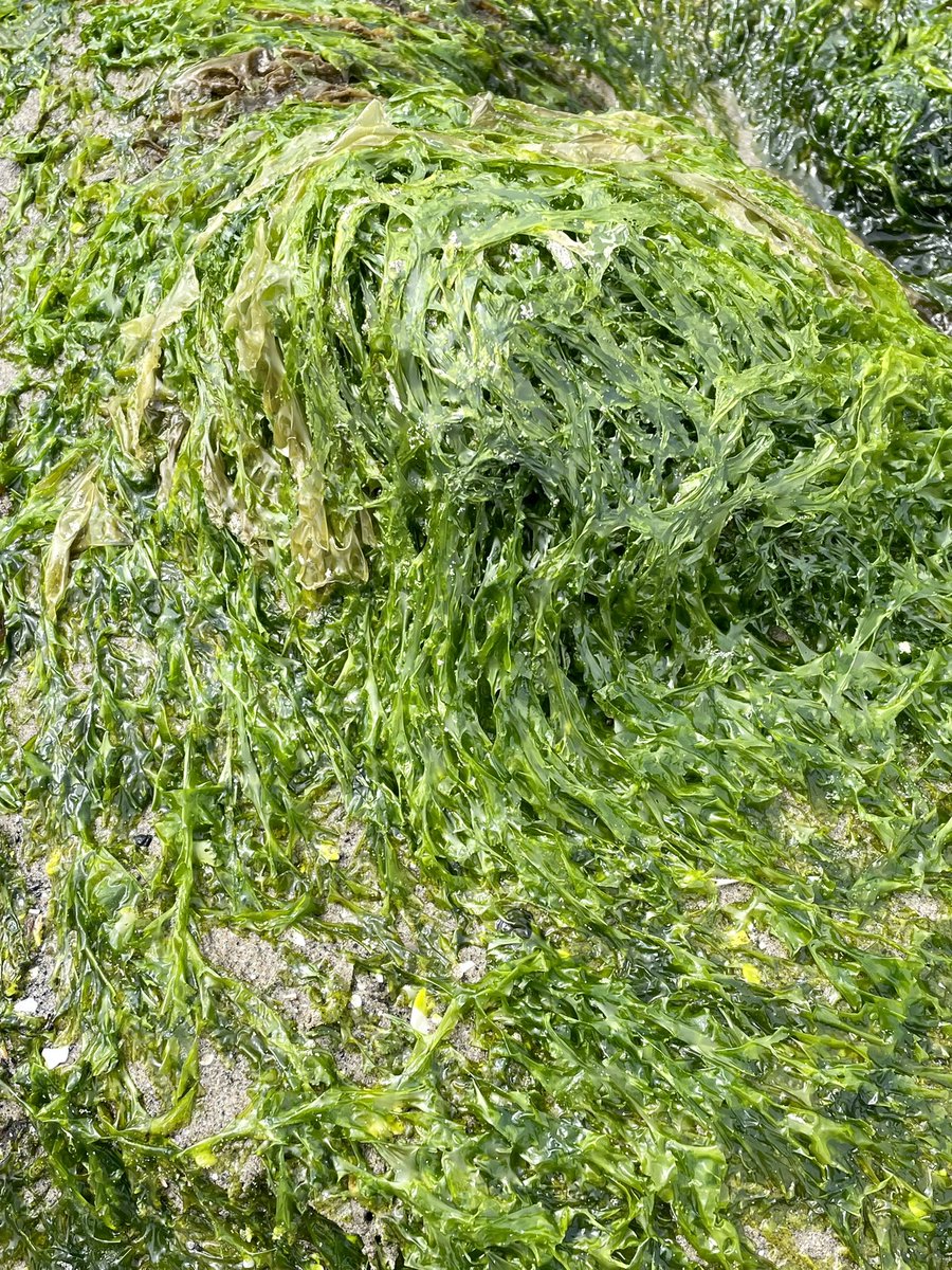 I’ve always loved patterns and textures, especially from nature. These are some I took from Cannon beach.