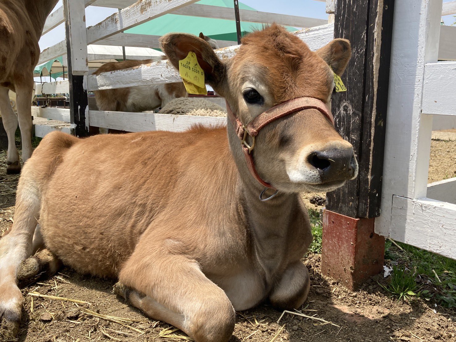 ひるがの高原 牧歌の里 公式 小雨ちゃんポカポカの天気 リラックスタイム 牧歌の里 ジャージー牛 T Co Becfpcmbui Twitter
