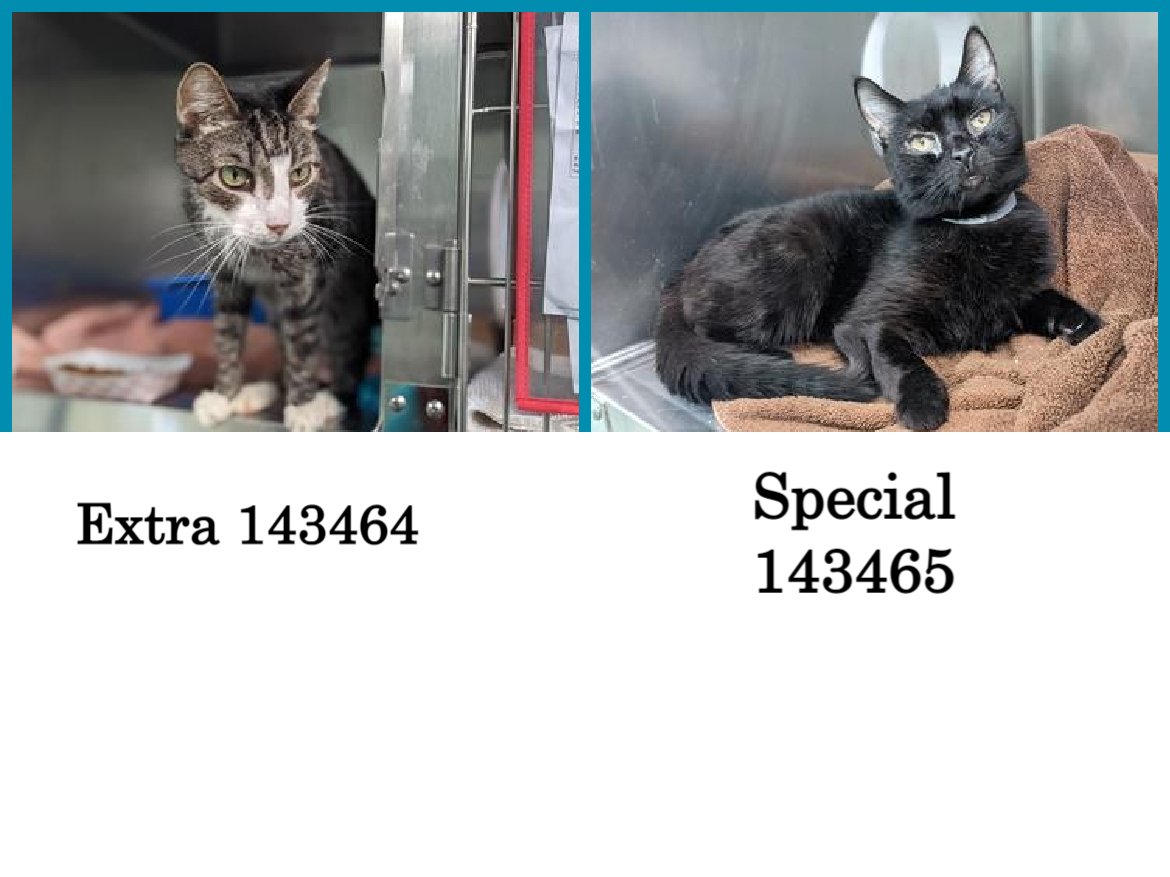 DubJH1009's tweet photo. https://t.co/oayaq7bSzG #HelpThemBoth #MustGetHelpASAP #Emergency #nyc #cats https://t.co/5JIF16IVW3