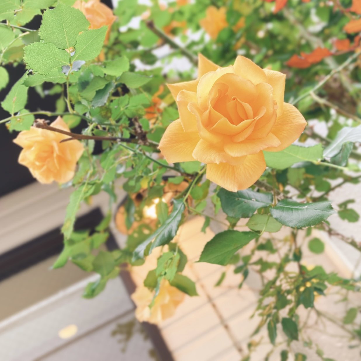 みかん シナモンプリン 悪口を言う人はあなたを妬んでいる というよくある呟き それをみる度 嫉妬からくる悪口 は確かにある でも注意や指摘は違う それも悪口や人格否定と捉える方は結構多いよなぁ と考えてしまいます 言い方の問題はあるにせよ