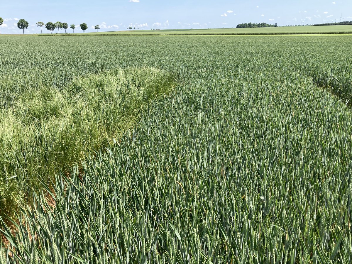 Christianp_FMC's tweet photo. L’innovation chez @FMCAgro est en cours. Nous étions au Centre de Recherche de Nambsheim pour suivre son évolution. Encore quelques petites années pour découvrir cette nouveauté pour aider les agriculteurs à gérer les graminées des cultures. https://t.co/TsuAP5lwCk