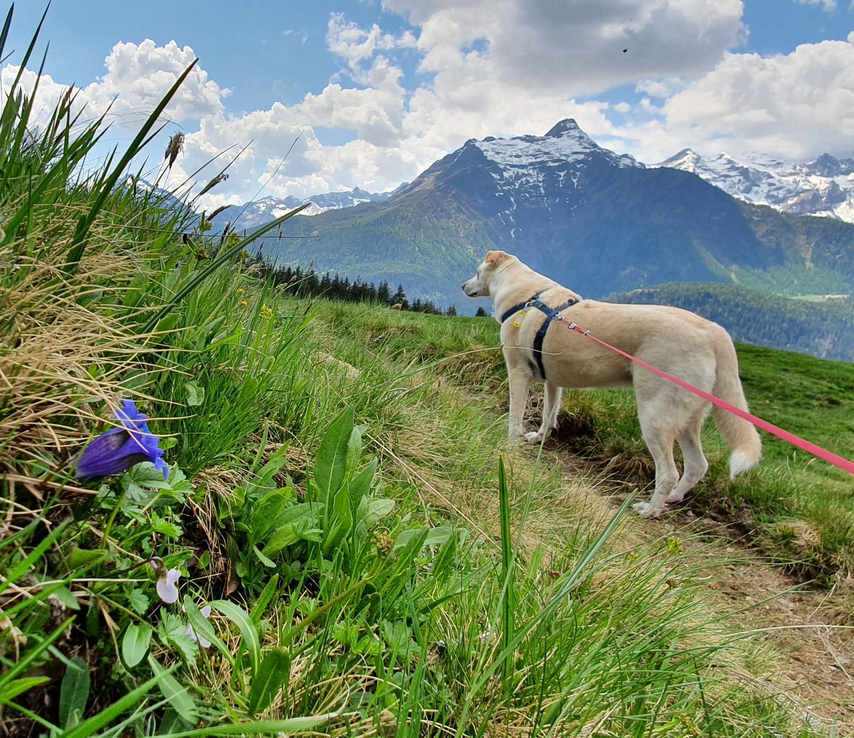 AndyBraan's tweet image. First #Coffee and first para down. Gaze set on the next #plotpoints on the way. But still taking in the grander scheme of things. On we go #5amwritersclub and #WritingCommnunity. Happy word hunt today!
#scifi #SFF #earlyrisersclub #amwriting #dogs #nature #ThursdayMotivation