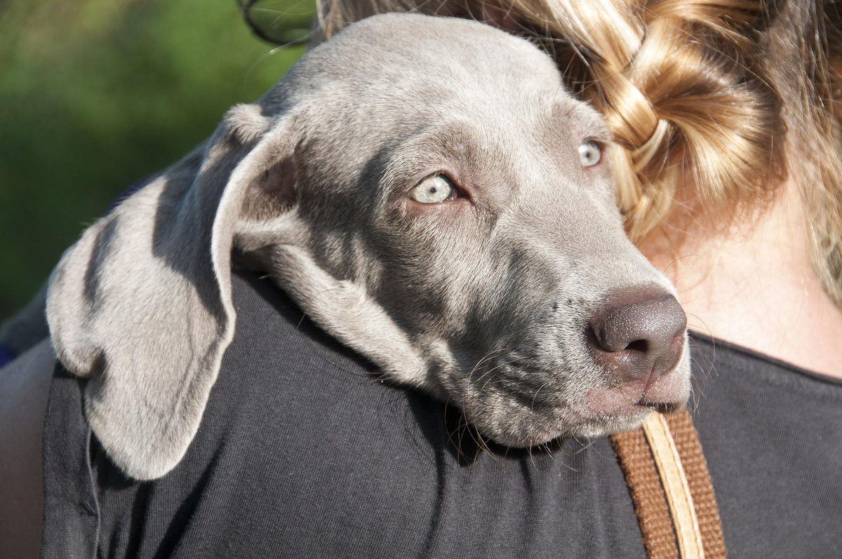 StacksLawFirm's tweet photo. Victims of dog attacks should get legal advice to understand their options for seeking compensation.
https://t.co/ELF8fHdDq3
#DogBites #DogOwnerLiability #negligence https://t.co/Zo9EDZYoSS