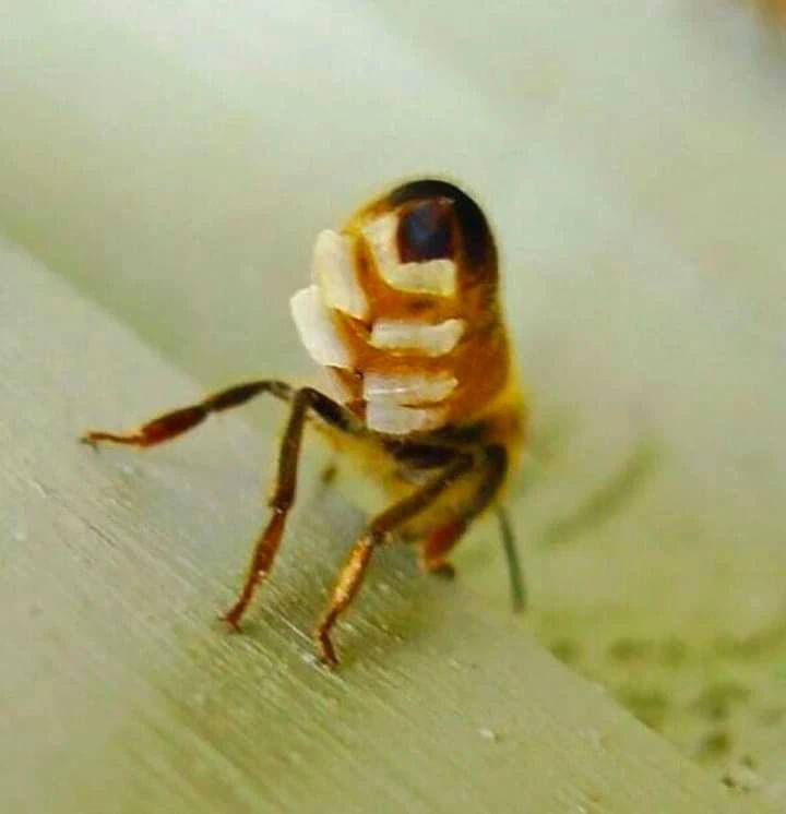 ¿Te has preguntado alguna vez de dónde sale la cera de las abejas?

Esta es una imagen muy difícil de conseguir: es el momento en que una abeja está secretando la cera de su abdomen a través de sus glándulas cereras 🐝