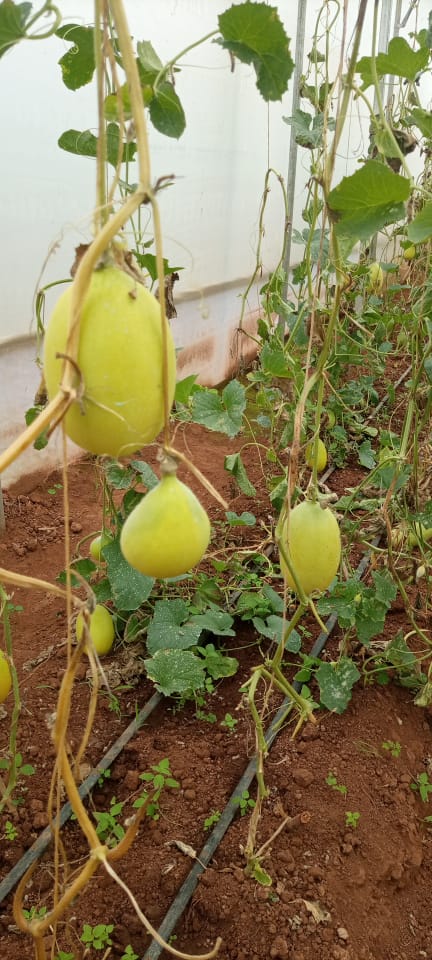East Umuhinzi Company tweet media
