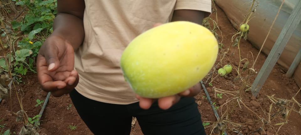 East Umuhinzi Company tweet media