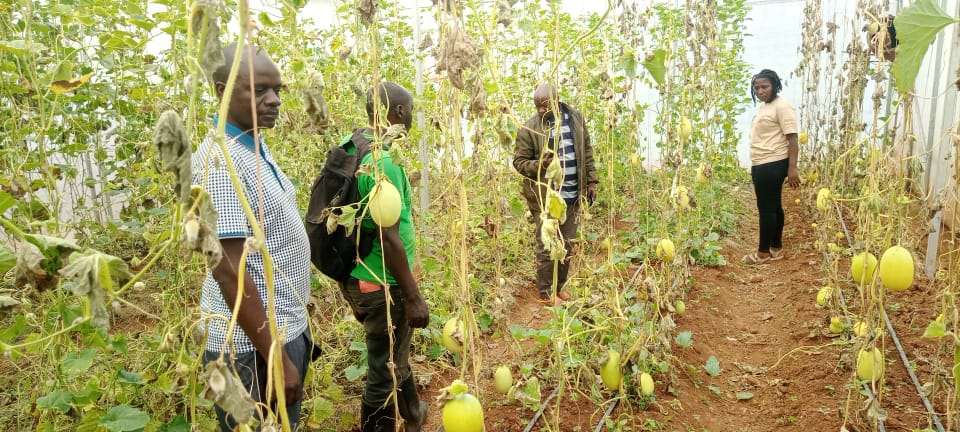 <a href="/east_umuhinzico/">East Umuhinzi Company</a> continue to explore new opportunities to link farmers coops @clintonfdn  # vegetables prod, # sweet melon production