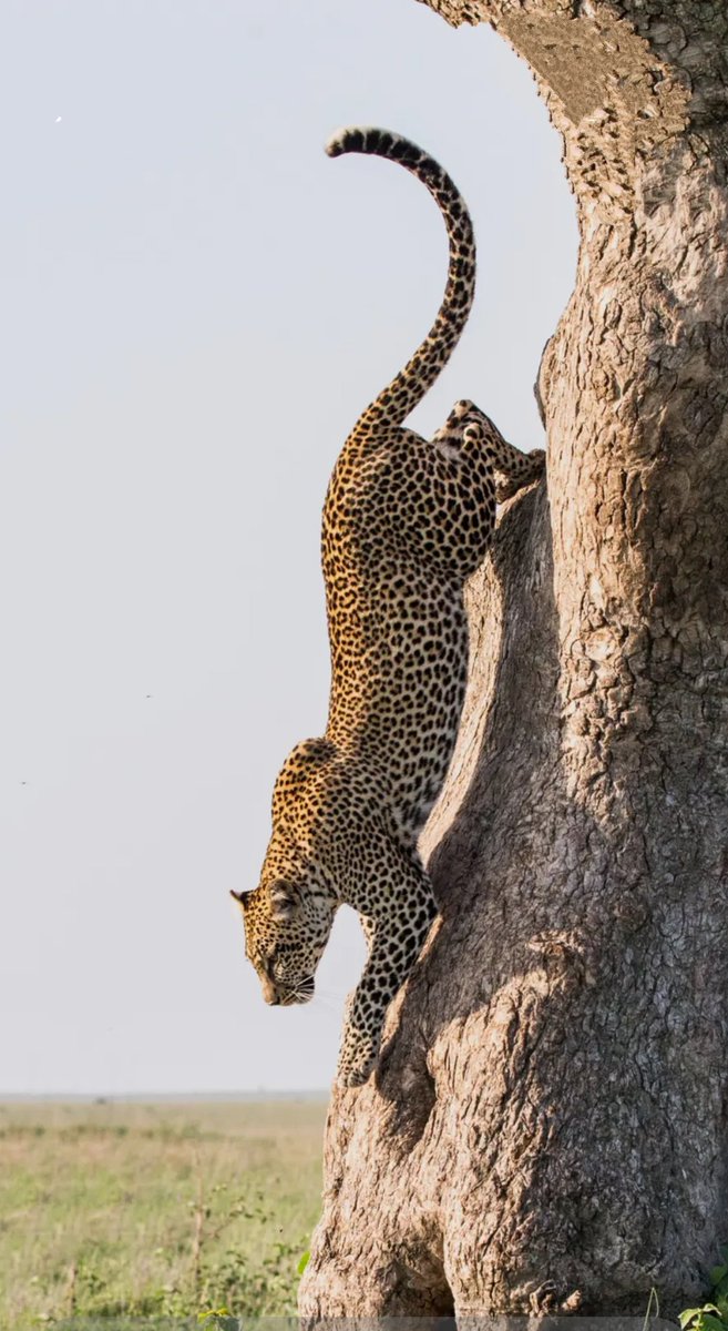 icextract's tweet image. Good afternoon