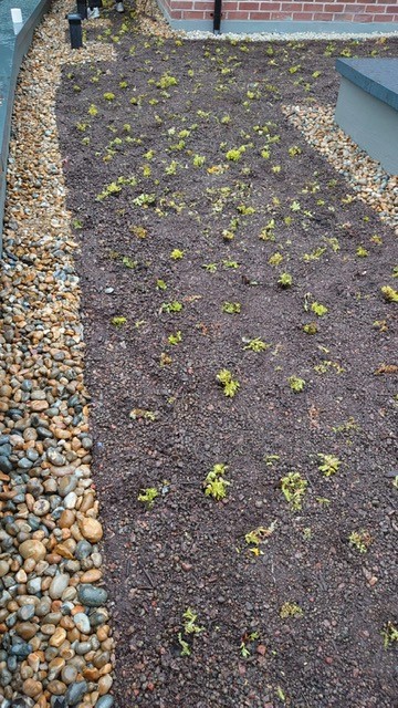 SkyGardenUK's tweet photo. A beautiful plug planted greenroof which we installed back in June 2021, it has great coverage and species diversity. The ‘AFTER’ photos were taken yesterday during our Spring/Summer 2022 maintenance attendance.
#plugplants #greenroofs #greenroofmaintenance #biodiversity #nature https://t.co/LP9w6mA5yq