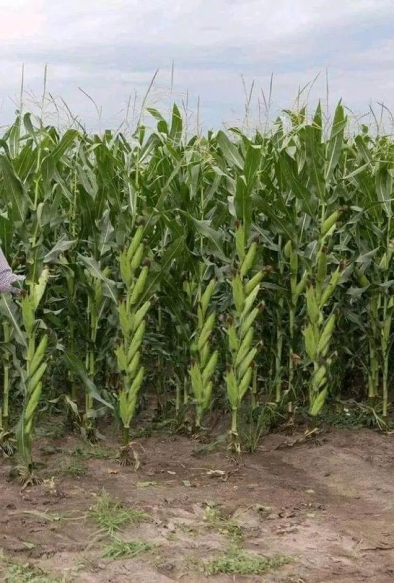 What do you think of this maize farming?