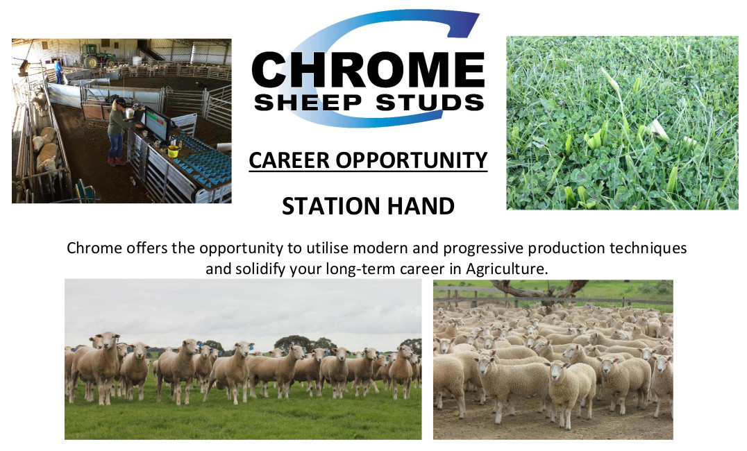 ChromeSheepStud's tweet photo. POSITION VACANT
** STATION HAND **
Chrome Sheep Studs near Hamilton, Vic is looking for a person who enjoys working across all aspects of the farm operations and is keen to be involved in a progressive business.
Further info call Gilles Clarisse at @Meridian_Ag  on 03 5341 6100 https://t.co/NhGK7p764u