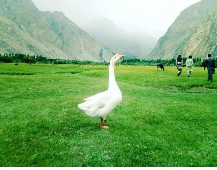 tariqakhoni's tweet photo. Balghar valley
#Ghanche
#GilgitBaltistan
@PakistanJannatt @HafeezBalti1 @na_Samee24 @bercha_i https://t.co/o5PUjvLdle
