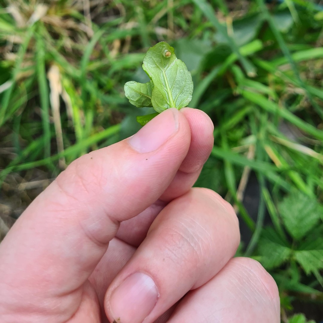 froglifers's tweet photo. #Bogbean, #WaterMint and other small broad-leaved pond #plants are great for #newts to lay their #eggs on. Check out this #SmoothNewt egg found on some water mint in an inner #London pond during a #survey.
Read more about good pond plant choices at: https://t.co/LYGc0wfsvV https://t.co/OtTnMajZiY