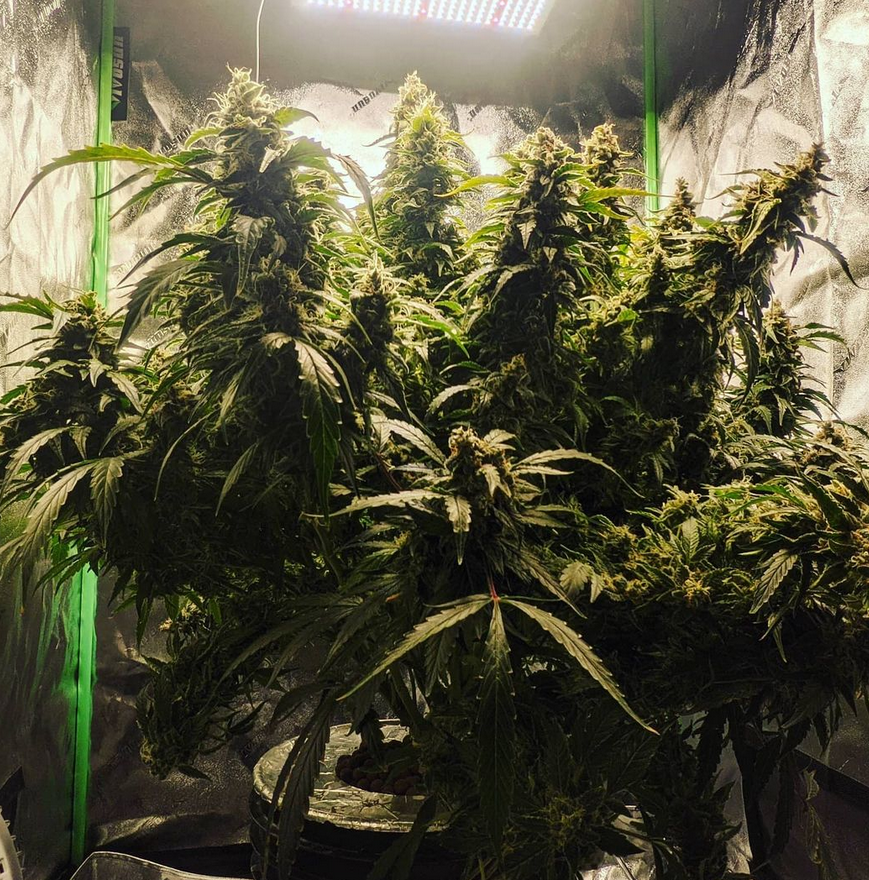 ViparSpectraLED's tweet photo. Absolutely massive autoflower 👀
☀️ @ViparSpectraLED  #P1500
https://t.co/vJzhwO47XY
🏕️ 3x3 Grow Tent
🍼 CropSalt Nutrients
📅 24 hours light, 0 darkness
🪣 5 Gallon DWC
(Breeder: weedgrownindoors) https://t.co/e2h1sIzdP1