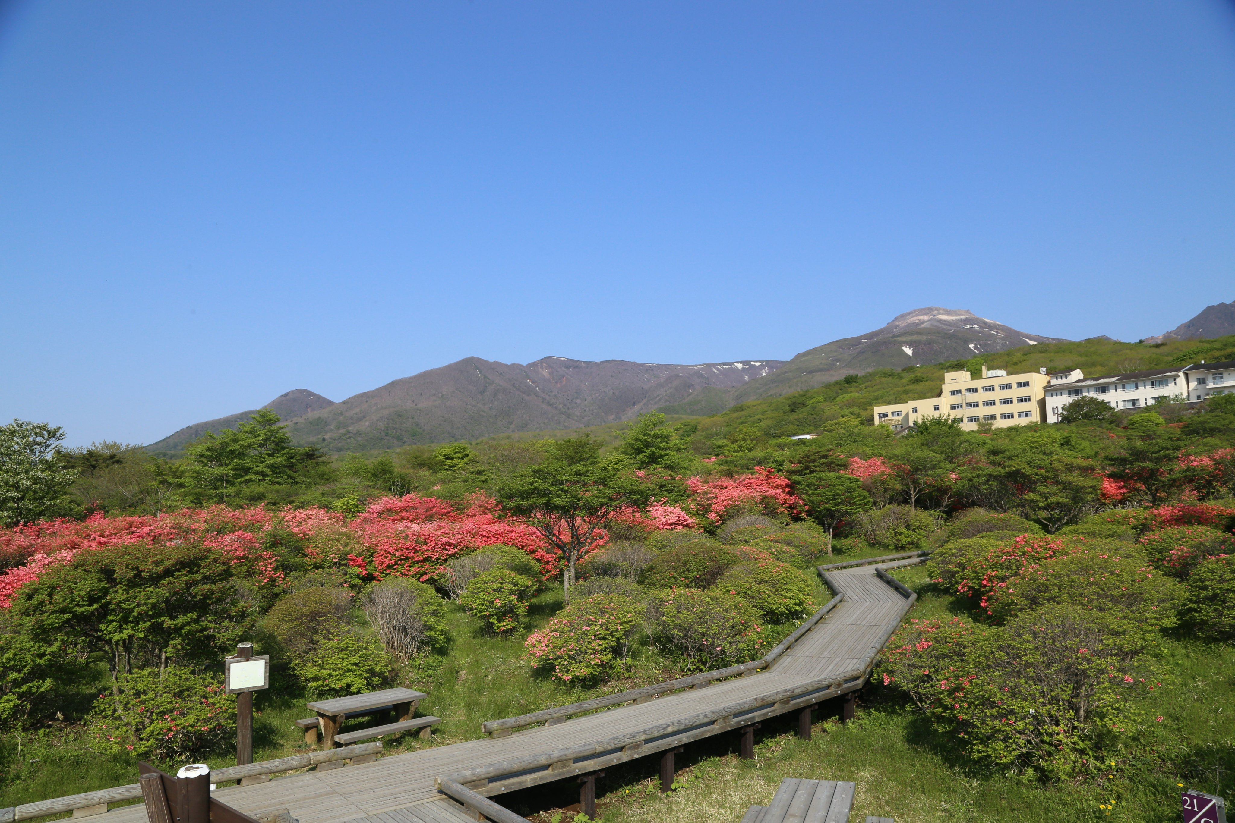 那須町観光協会 八幡つつじ 22年5月19日 木 の開花状況 だいぶ見頃になってきました T Co Mjwnjzwc0n Twitter
