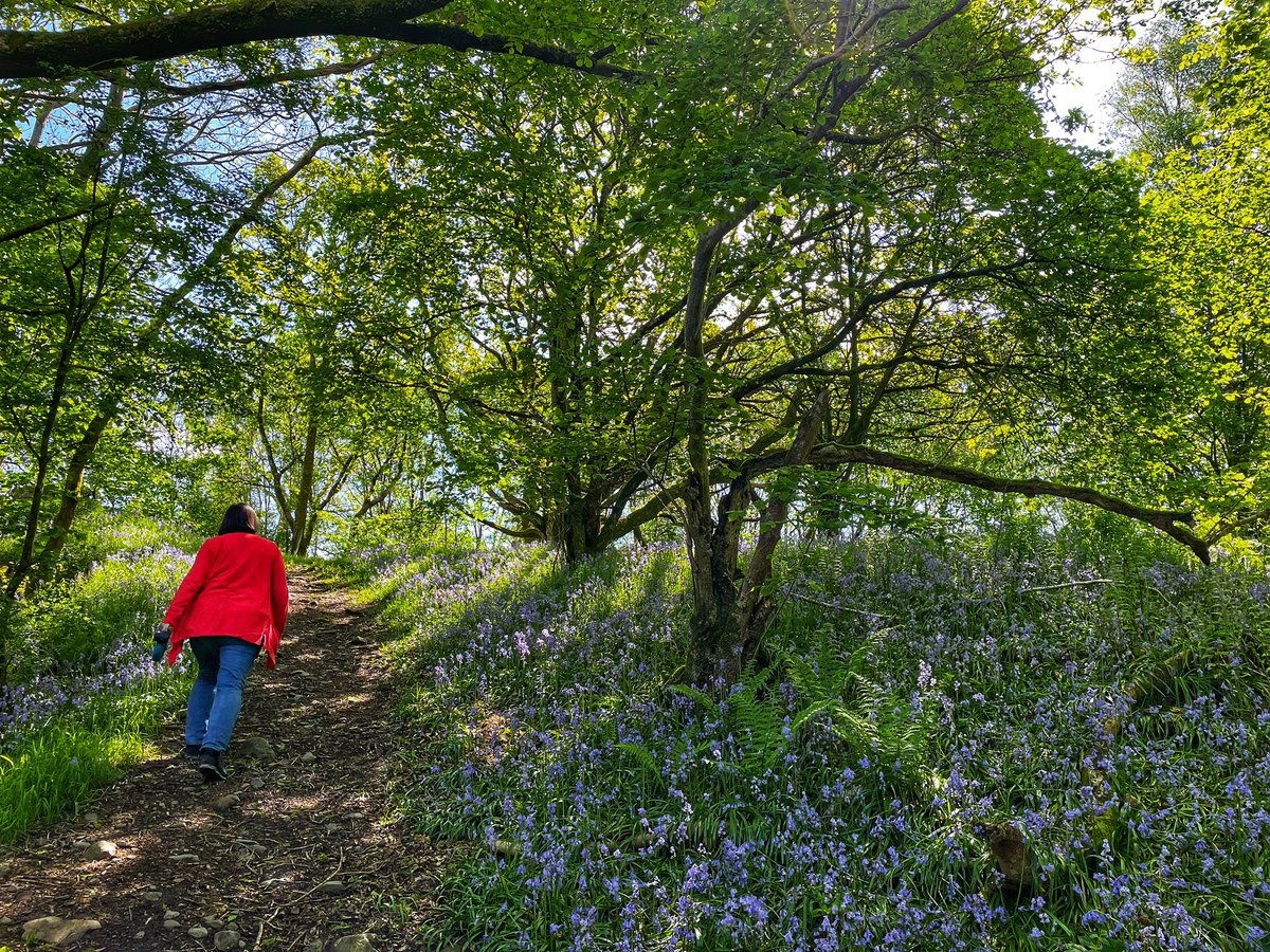 keswickbootco's tweet photo. Found a secret blue bell wood yesterday absolutely teeming with them only discovered it when we stopped the car to let a wagon go past and thought that looks nice #RandomStops #ThursdayMotivation #Cumbria https://t.co/ugs71xGkoA