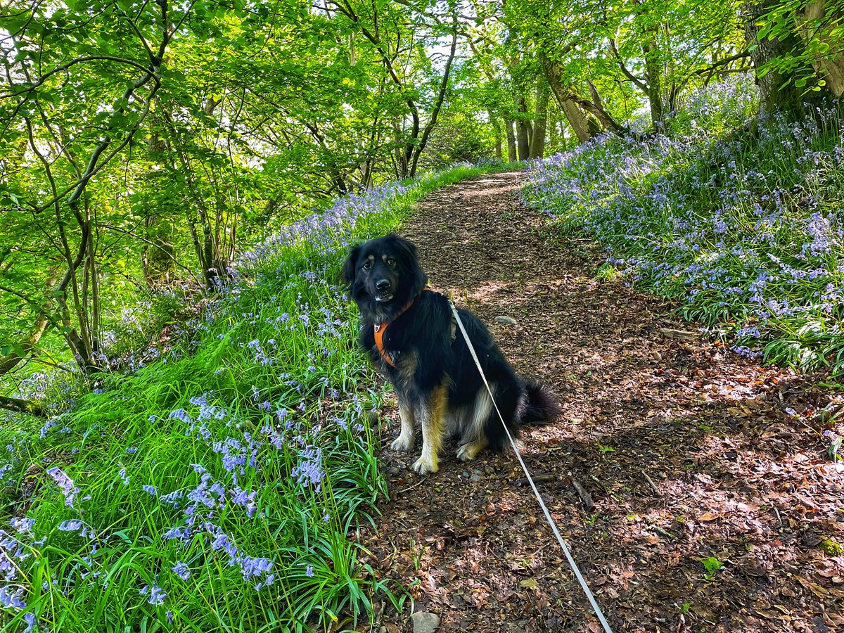 keswickbootco's tweet photo. Found a secret blue bell wood yesterday absolutely teeming with them only discovered it when we stopped the car to let a wagon go past and thought that looks nice #RandomStops #ThursdayMotivation #Cumbria https://t.co/ugs71xGkoA