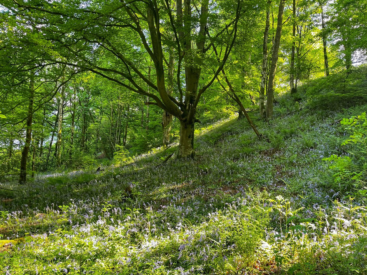 keswickbootco's tweet photo. Found a secret blue bell wood yesterday absolutely teeming with them only discovered it when we stopped the car to let a wagon go past and thought that looks nice #RandomStops #ThursdayMotivation #Cumbria https://t.co/ugs71xGkoA