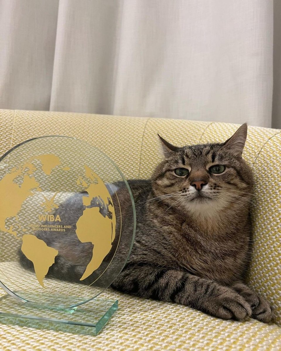 nexta_tv's tweet photo. Stepan the cat from #Kharkiv won the World Influencers and Bloggers Awards. https://t.co/EWJvbsZQMc