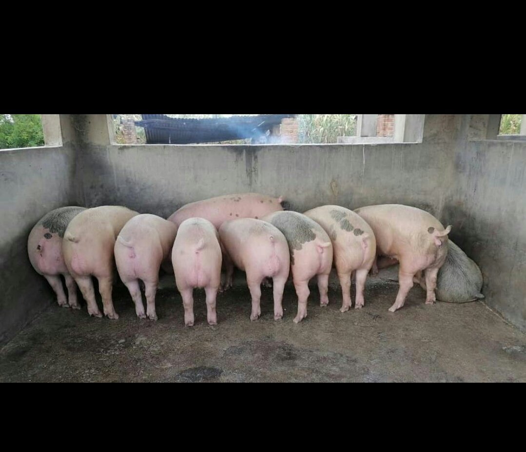 FarhillPig's tweet photo. $4.5USD per kg Well sliced braai packs..less fat https://t.co/CXIzrHks1d