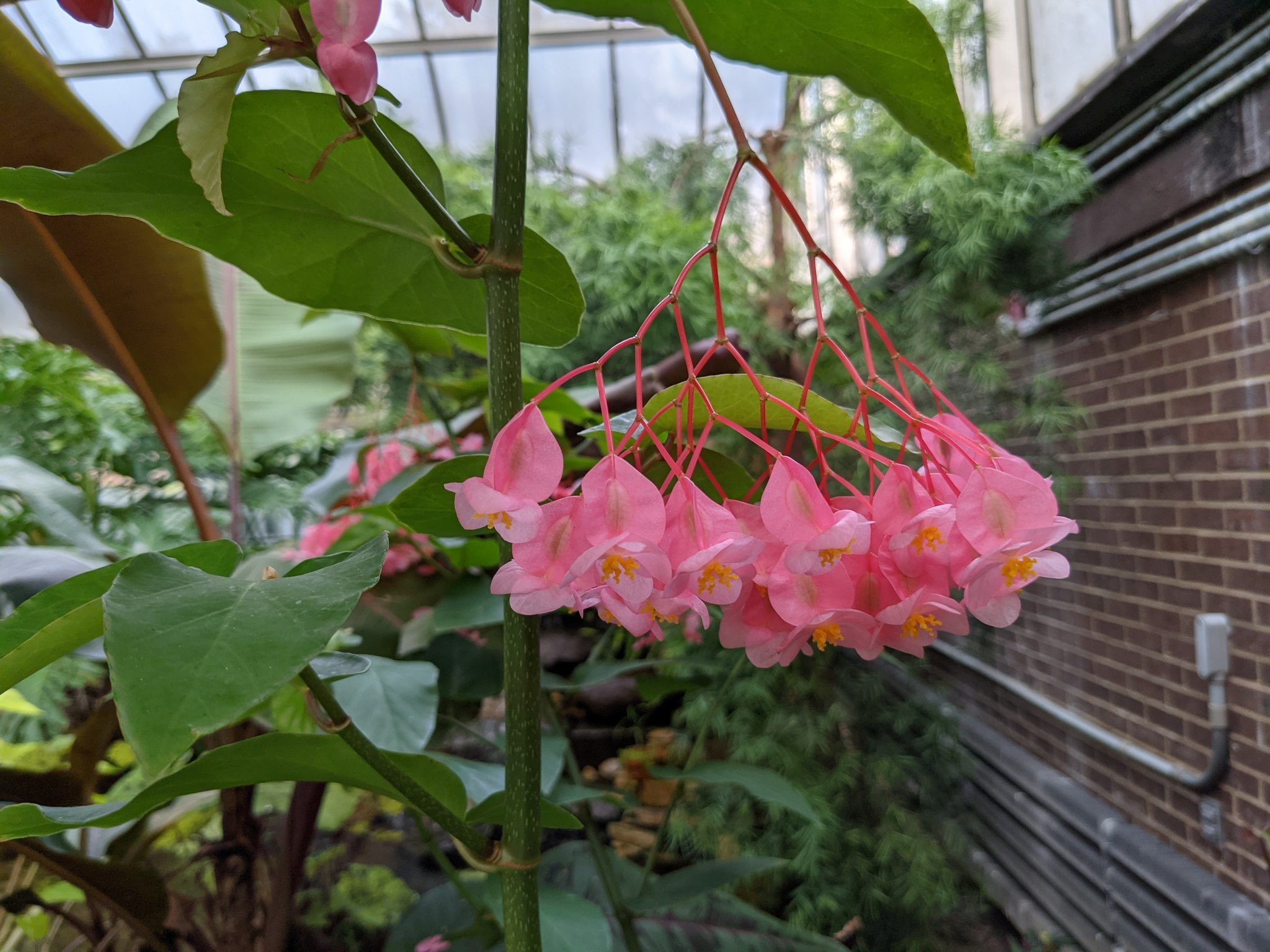 Binary flowers. With two branches each.