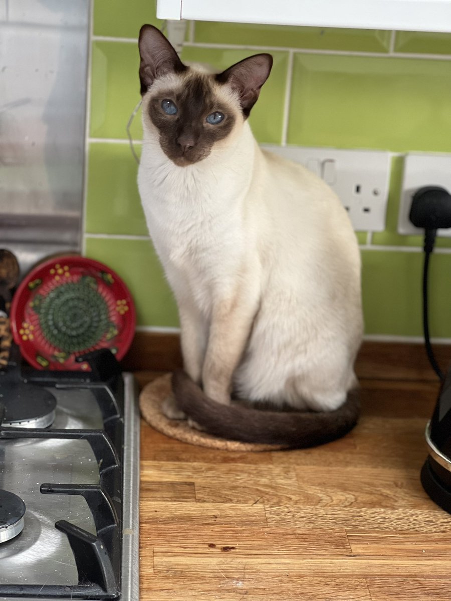 No kitchen is complete without the ‘meezer appliance’ 😻 

#TeamMeezer #CatsOfTwitter #Cats
