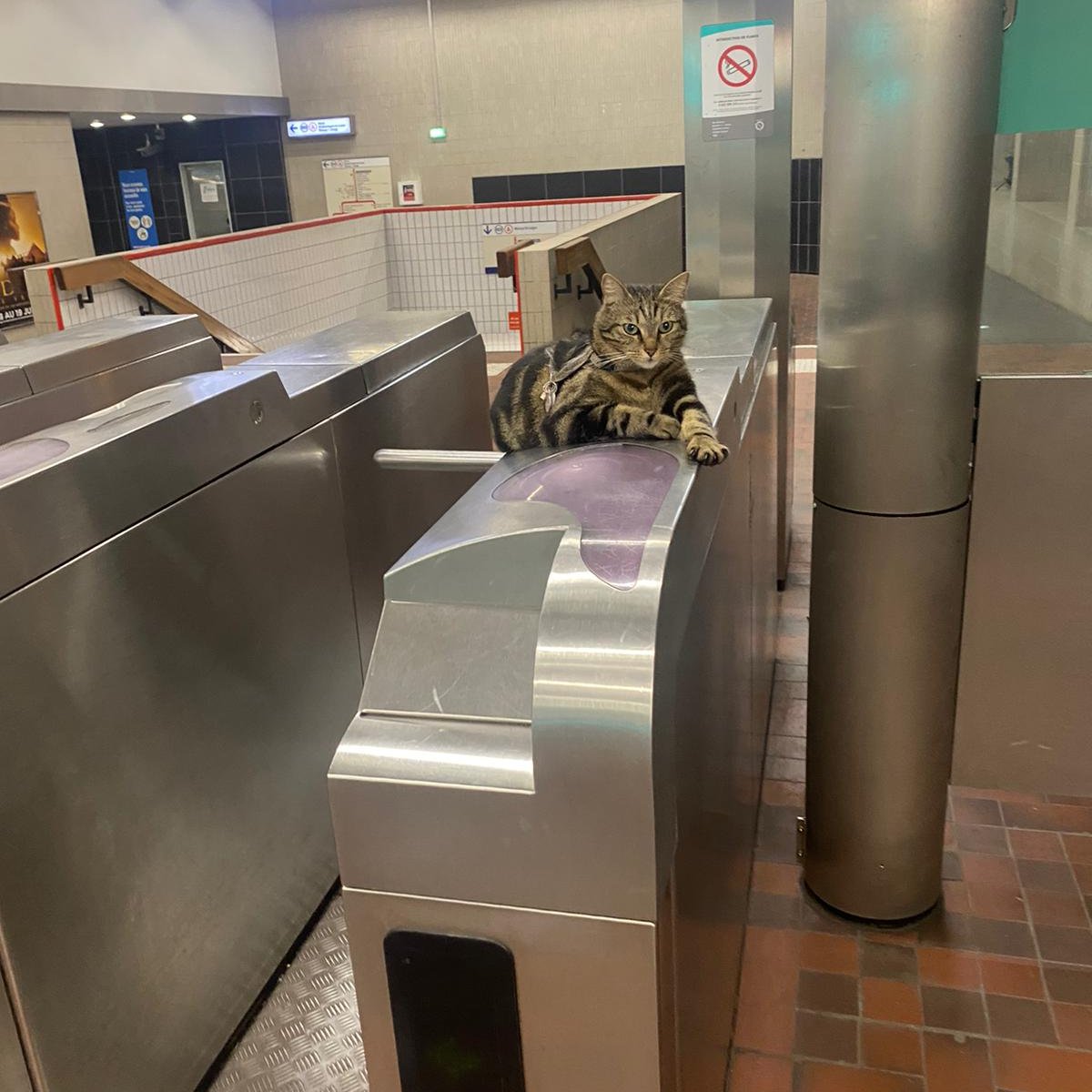 RER_A's tweet photo. [#JeudiPhoto📸] Ce matin encore, Taga, le chat mascotte de la gare #RERA Le Parc de Saint-Maur veille sur les voyageurs 😊 https://t.co/4atL0O1jfR