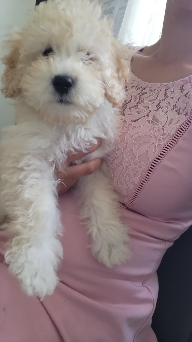 Heute habe ich einen Mini pudel Welpen zum aufpassen da 😍 leider hat die kleine total angst vor meinem schäferhund Welpen 
Ich wünsche euch bei dem Geilen Wetter einen schönen Tag 😉💸