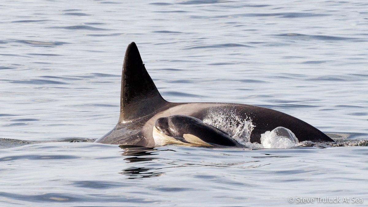 There's a lot of #orca calves being born in the groups we see in Scotland in the last two years!😊🏴󠁧󠁢󠁳󠁣󠁴󠁿
Here's ID 170 with her calf that was born last year 🖤🤍 The same pod, the 169s, now has 6 animals in it, 3 of which are less than 4 years old! #orcas #killerwhale