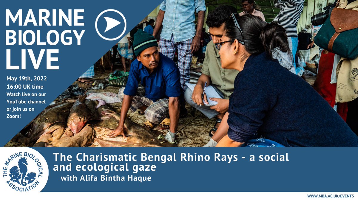 I will be speaking about the Majestic Rhinorays of Bangladesh with @thembauk at 4pm (BST/GMT+1). You can still register here-zoom.us/webinar/regist…
or watch live on the @thembauk 's Youtube channel. 🦈🦈@saveourseas @SharkRayFund @InsideNatGeo @EDGEofExistence @OxfordBiology