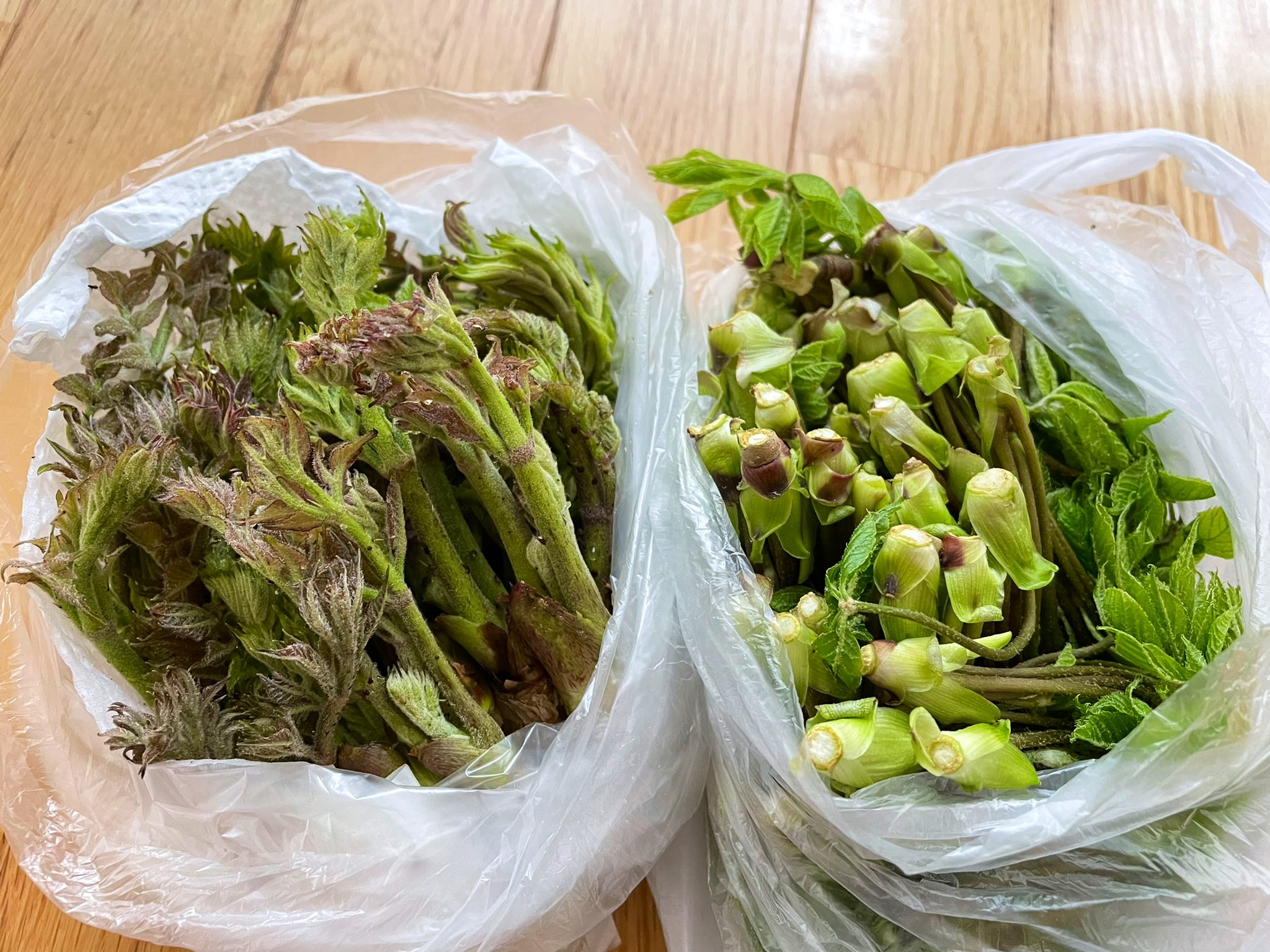 コトネ東北 山形市のお友達が タラの芽とコシアブラ持ってきてくれました ご両親と旦那さんが山菜採りに行ったそうで 仲良いなぁ 天ぷらにしていただきます T Co Xdbhhexrvl Twitter