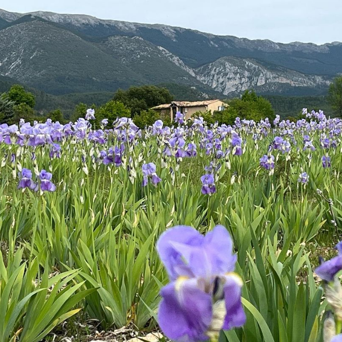 MaRegionSud's tweet photo. 💜... Ça... c'est le Sud.. A Saint-Jurs, les champs d'iris sont en fleurs ! Connaissez-vous ce petit village ?
📷 christinelovino73
#alpesdehauteprovence #hellolesud #lacdestecroix #regionsud #cacestlesud https://t.co/YdK2jJ7MSQ