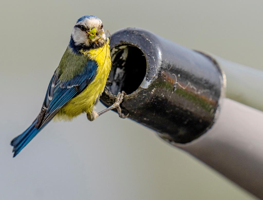 Anthropy tweet media