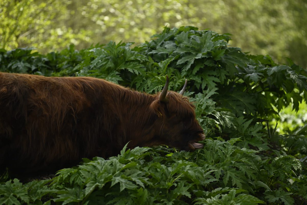 FREE Nature tweet media