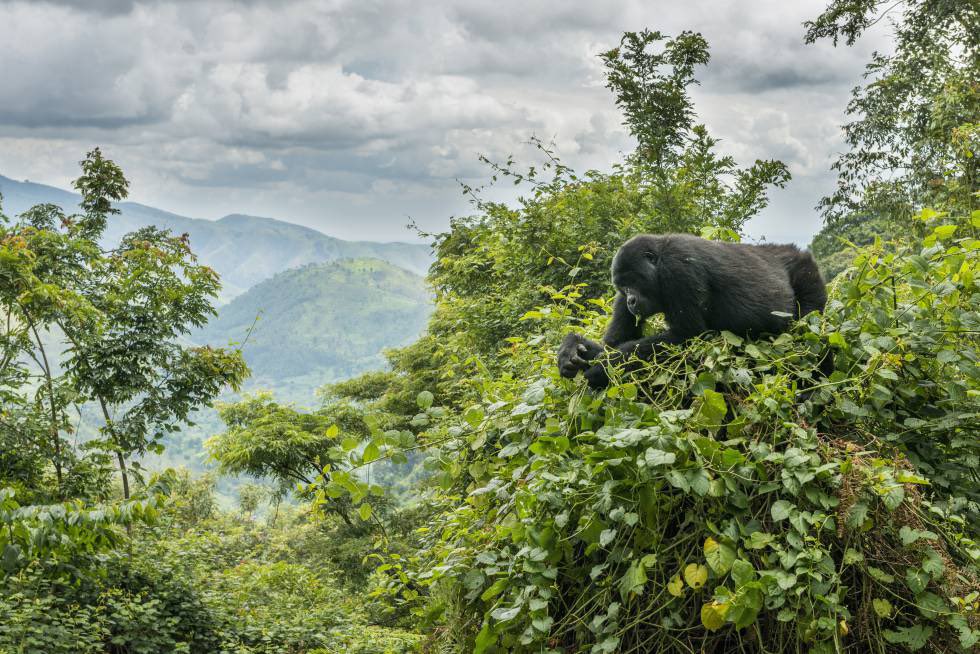 CarlaEnKeniaAV's tweet photo. 🇺🇬 ¿Quieres vivir una experiencia impactante? En Uganda puedes ver a los gorilas jugar, deambular por la selva, comer y refrescarse en los arroyuelos de la zona. Te recomiendo el Parque Nacional Bosque de Bwindi 🌴🦍

#DescubreElMundoConAVGE #Uganda https://t.co/nJfMjF0RI9