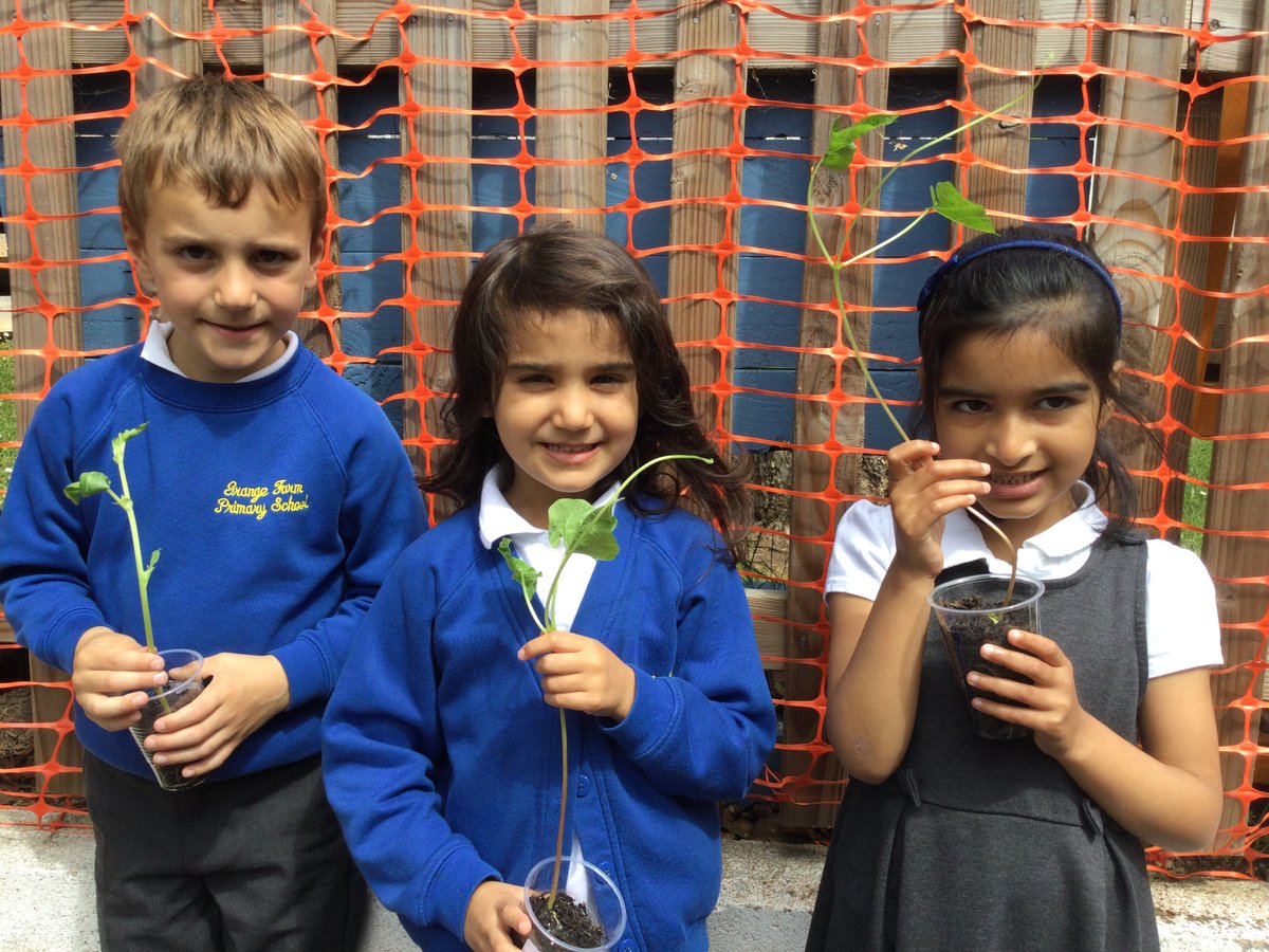 gfprimarycov's tweet image. Look how much our runner beans have grown! We have been watering them daily and making sure they get lots of sunlight 🌾🌿🌱 #GFReception #runningrunnerbeans