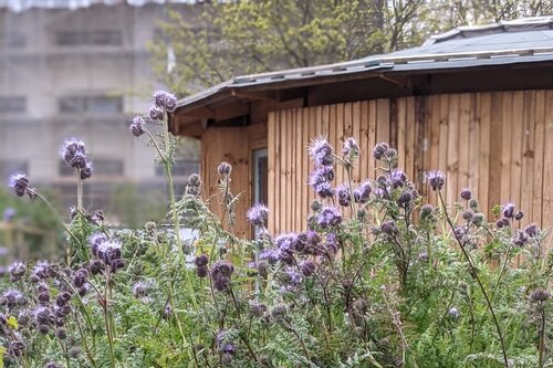 #Volunteer to garden at an #UrbanPartners affiliated school.

<a href="/RegentHighSch/">Regent High School</a> Wellbeing Garden with <a href="/global_gen/">Global Generation</a>, Mon 30 May 9:30am-3pm, Wed 8 &amp; 29 June 4:30-6:30pm.

Maria Fidelis with <a href="/ThinkDoCamden/">Think & Do</a>, Wed 1 June 10am-12:30pm.

Reach out to hello@urbanpartners.london to sign up!
