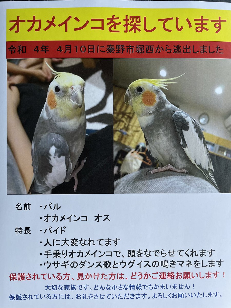AuwD0iPDGZ4Ndev's tweet photo. 2022年4月10日神奈川県秦野市でオカメインコが迷子になりました。未だに見つかっていません。
目撃情報及び保護されている方いましたらご連絡下さい。
もしくは秦野警察までご連絡お願い致します。
＃迷子鳥 #オカメインコ
#拡散希望 https://t.co/d2KCSJn8ym