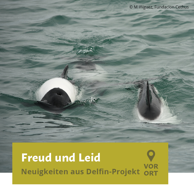 prowildlife's tweet photo. Update aus unserem #Delfin-Forschungsprojekt:
🐬3 Jungtiere bei untersuchten #Commerson-Delfinen
🐬Merkwürdige Hautläsionen – die Ursachen hierfür werden nun untersucht;
🐬Fund von Überresten von 17 Delfinen, einige von ihnen mit typischen Verletzungen durch Fischernetze… https://t.co/9RPDE1hb38