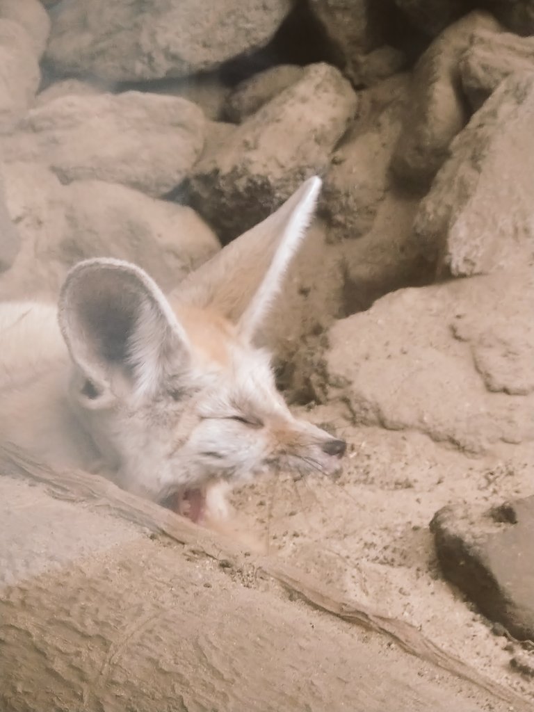 フェネちゃんちょっとだけ顔を出してくれた☺️ 