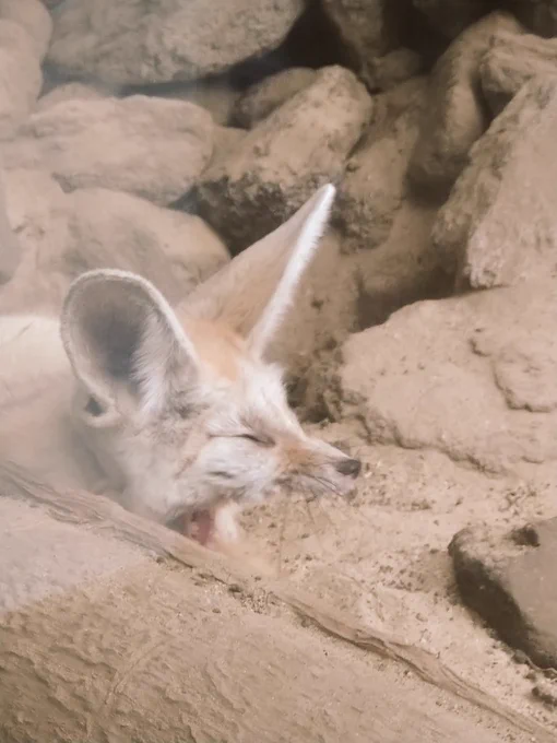 フェネちゃんちょっとだけ顔を出してくれた☺️ 